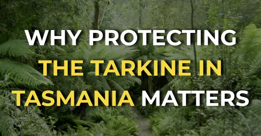 the Tarkine Tasmania